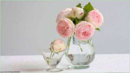 Mi a teendő, hogy a rózsák hosszú ideig a vázában?