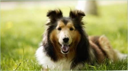A legtöbb egészséges kutya fajtája: felülvizsgálat és tippek a választáshoz