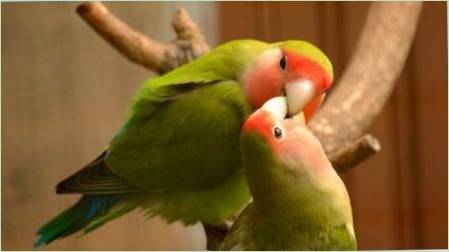 A papagájok fogva tartására vonatkozó szabályok