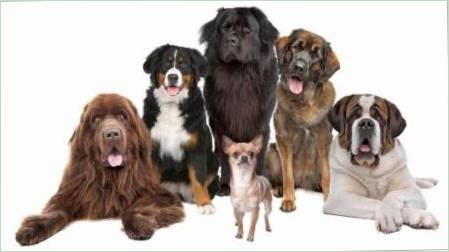 A világ legerősebb kutyái: felülvizsgálati és kiválasztási tippek