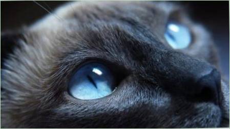 Breed macskák kék szeme