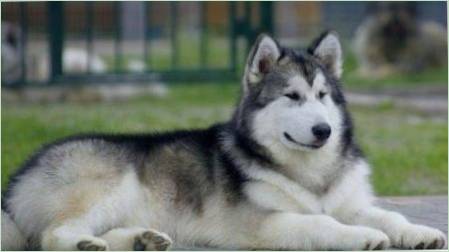 Észak-kutyák: A fajta felülvizsgálat és a tartalom ajánlásai