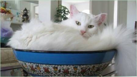 Fehér macska fajta felülvizsgálata török ​​angóra