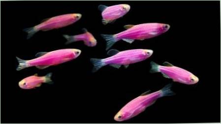 Fish Danio: fajták, választás, gondoskodás, reprodukció