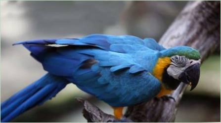 Hány papagáj Ara élő és mi befolyásolja a várható élettartam?