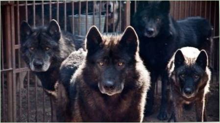 Keverjük össze a kutyákat és a farkasokat: Jellemzők és típusok