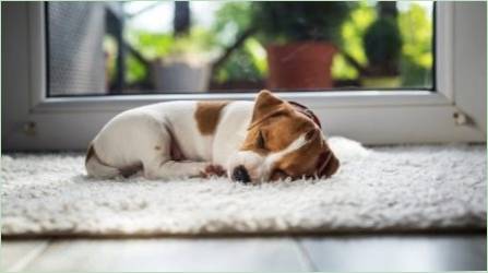 Mennyi az idő a kutya alszik egy nap, és milyen hatással van ez?