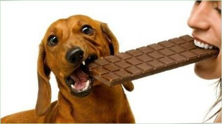 Miért kutyák nem lehet csokoládé?