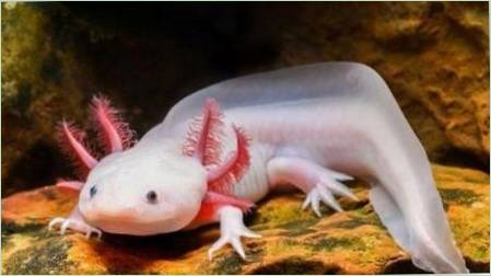 Mint az asolotl?