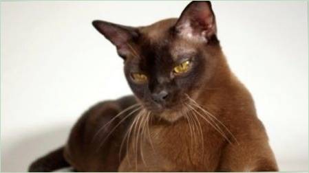 Népszerű barna macska fajták és macskák