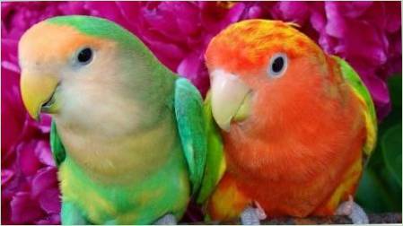 Népszerű fajok és jellemzői tartalmának papagájok