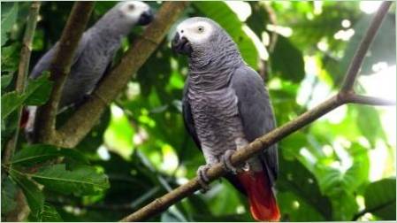 Parrot Jaco: A fajok, a tartalom jellemzői, politikai szabályok