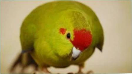 Parrot Kakarik: Leírás, faj, funkciók a tartalom és a tenyésztési