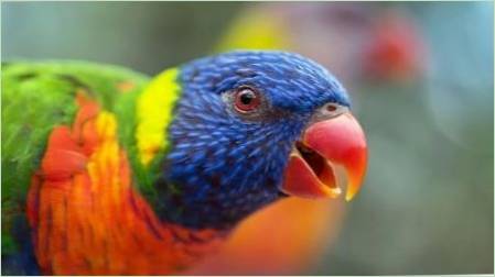 Parrot Lori: Jellemzők fajok és szabályok tartalmi