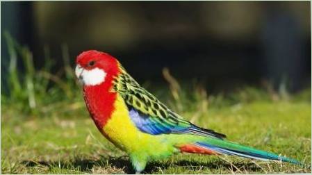 Parrot Rosela: Leírás, típusok, tartalomszabályok
