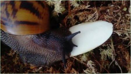 Sepia csigákat: mit néz, és hogyan kell etetni őket?