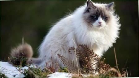 SERO-White Cats: Leírás a megjelenés és viselkedési jellemzői