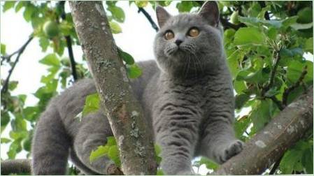 Szürke macska: Karakter és ápolás Finomságok