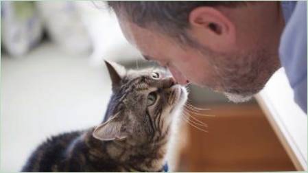 Tedd macskák megérteni az emberi beszédet, és hogyan fejezzük?