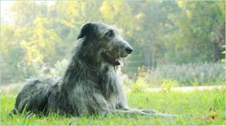 Wolfhounds: A fajták, a történelem, a tartalom és a nevelés jellemzőinek leírása