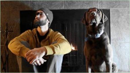 Férfi kutya: Jellemzők és kompatibilitás