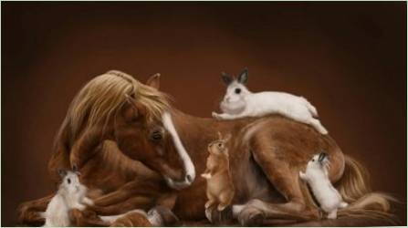 Kompatibilitás ló és a nyúl (macska)