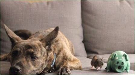 Kutya kompatibilitás és patkány