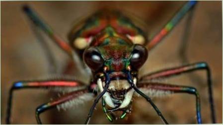 Arachnofobia: Tünetek és módját, hogy megszüntesse