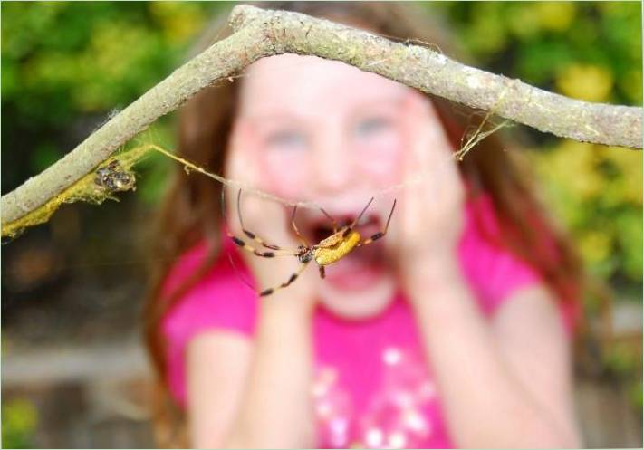 rovarok jelei gyermekekkel